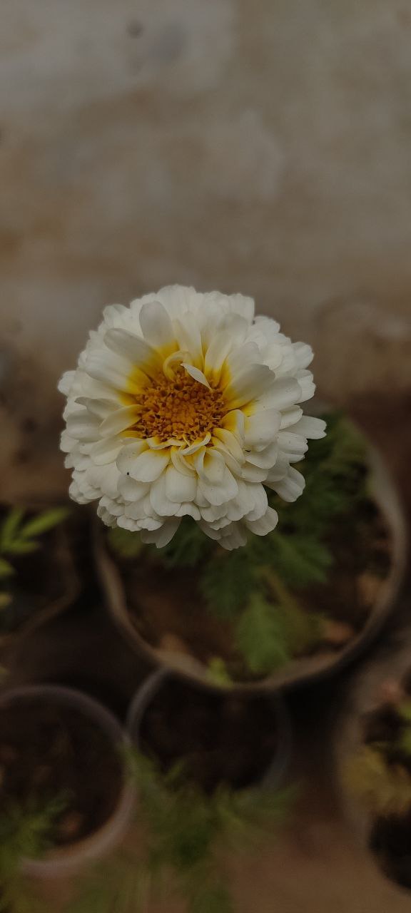 a white flower in a pot